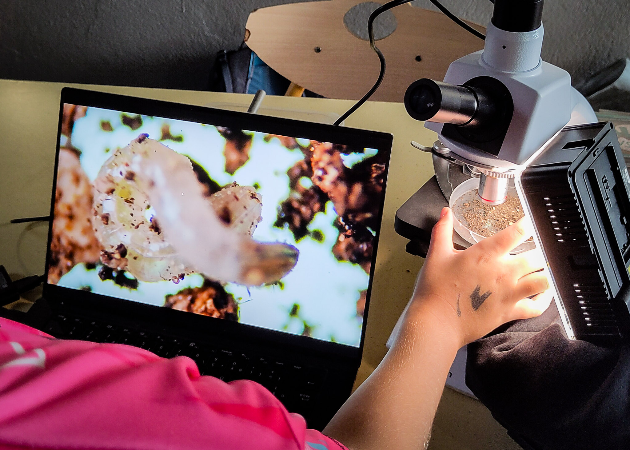 Un enfant de dos manipule un microscope oculaire relié à un écran d'ordinateur grâce à une caméra 4k, sur l'écran s'affiche en très grand un enchytréide, un habitant du sol de la famille des vers de terre qui ne mesure que quelques millimètes