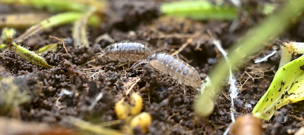 Trois personnes au pied d'une haute coupe de terrain ; l'une d'elles leve le bras pour montrer la succession des horizons du sol